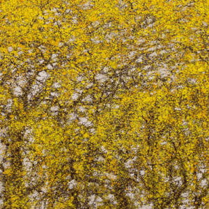 Mangu Putra, ‘Yellow Forest’, 2022, oil on linen, 200 x 300 cm. Image from Ocula