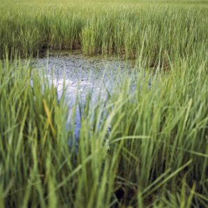 Vandy-Rattana-'Prey-Veng-Bomb-Pond-Series'-2009-91x111cm-Image-from-Kadist